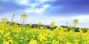 “बसंत” उत्साह, आशा और उमंग की ऋतू