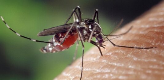 रक्त पीना : मच्छरों की शौक या मजबूरी ?