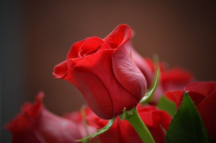 प्यार का ए ख़ुदा अब गुलाब चाहिए