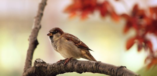 Poem on sparrow in Hindi