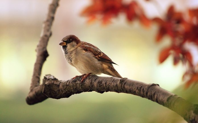 Poem on sparrow in Hindi