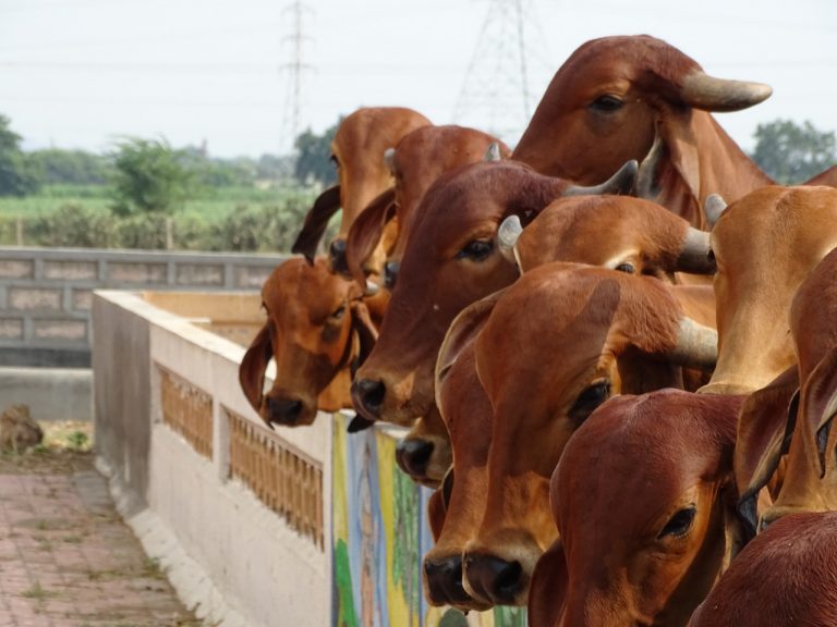 Gau mata par kavita