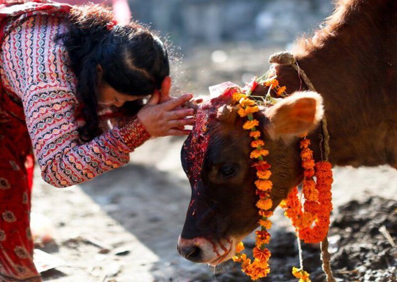 Gau puja par kavita