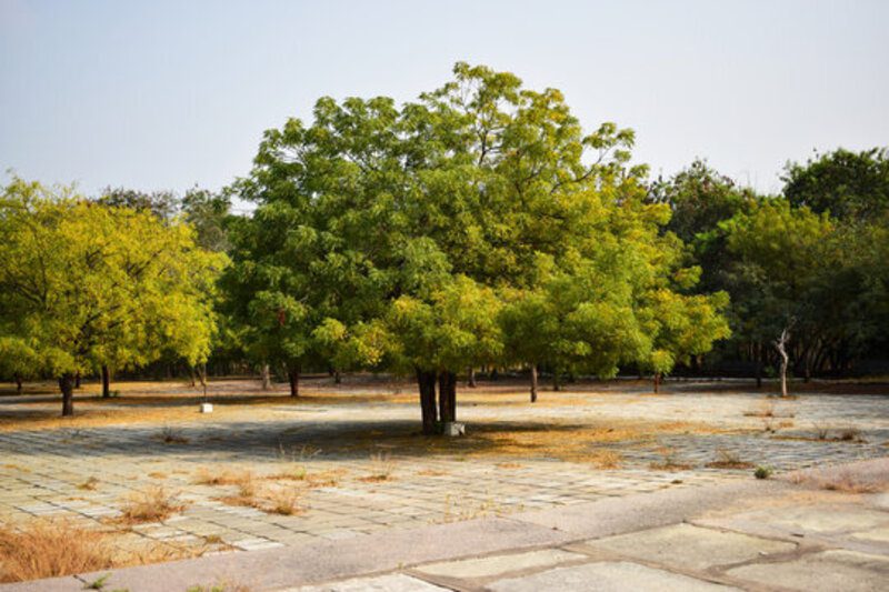 Kavita woh buddha neem