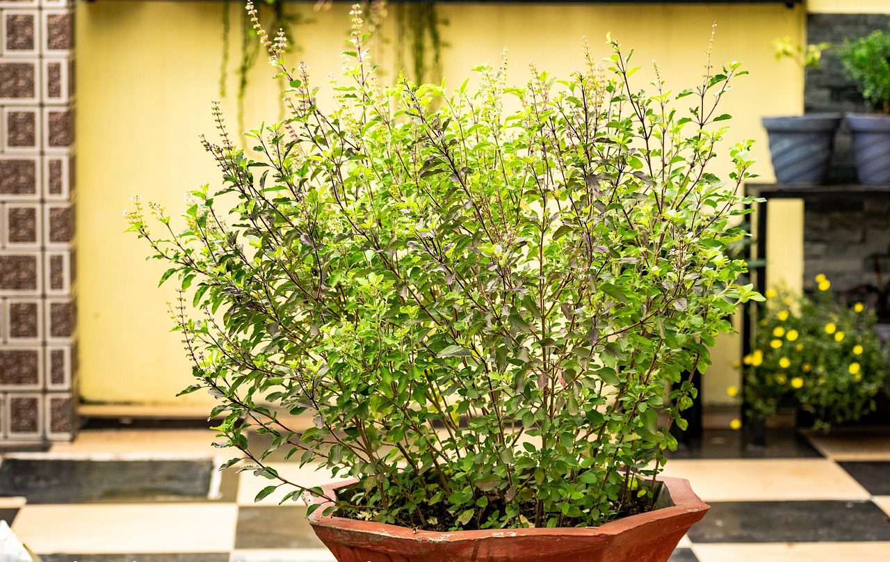 Tulsi par kavita