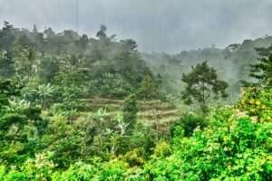 Jungle par Bhojpuri kavita