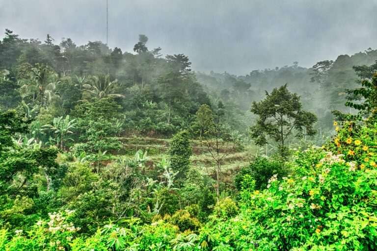 Jungle par Bhojpuri kavita