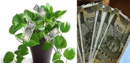 Money Plant