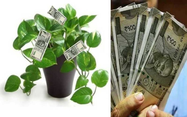 Money Plant