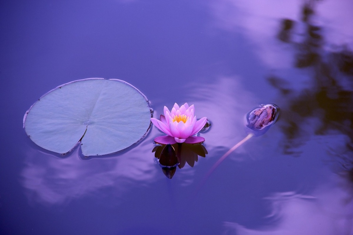 Poem on Kamal ka Phool in Hindi