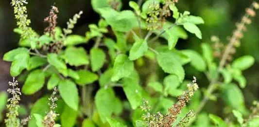 tulsi pujan diwas