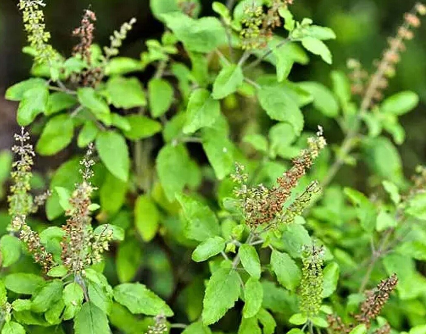 tulsi pujan diwas