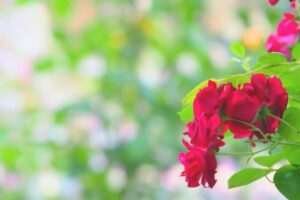 Basant ke Bahar Mein