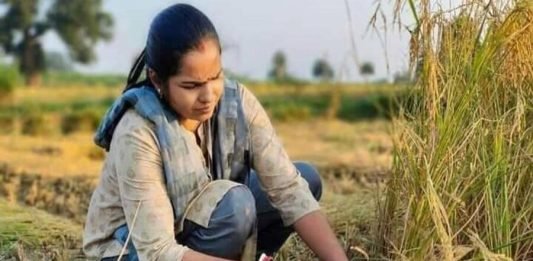 धान की कटनी