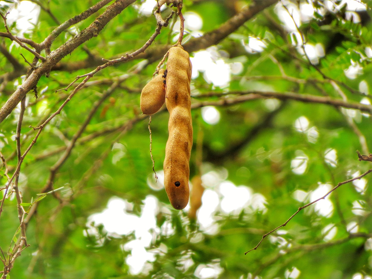 Tamarind Tree