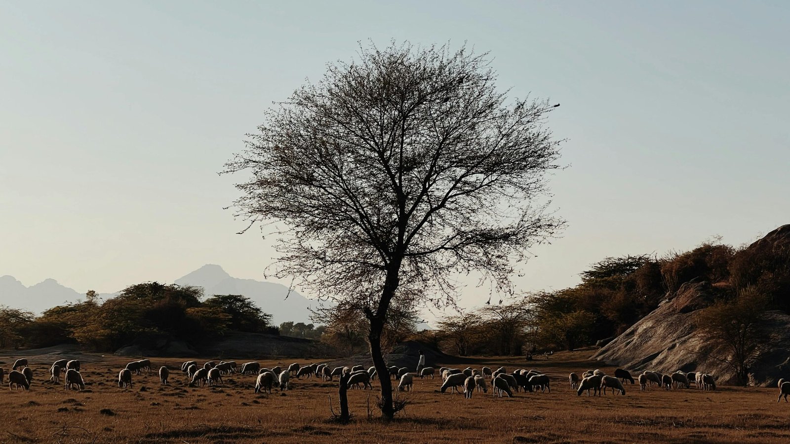 मिरे पास ग़म के तराने बहुत है